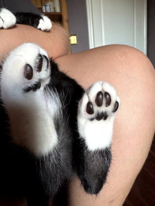 Gene, a Adopted Tuxedo in Austin, TX image 3/3