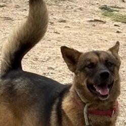 Stella CI, Adult Female German Shepherd Dog