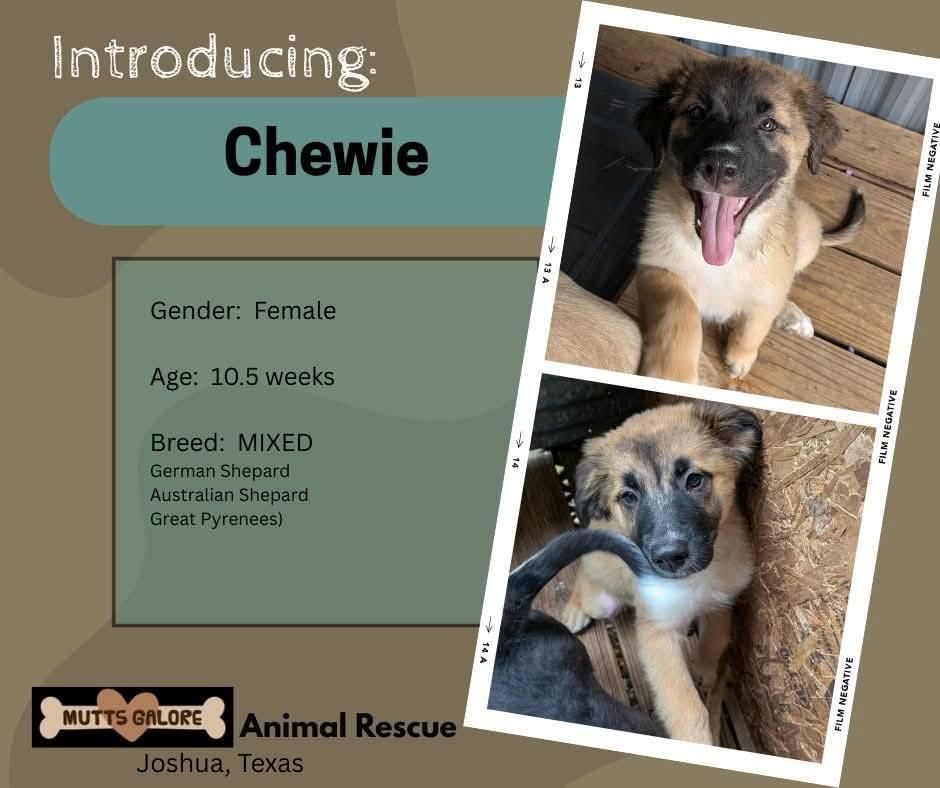 Enlarge Chewie, a Adopted mixed breed in New York, NY image 1/1