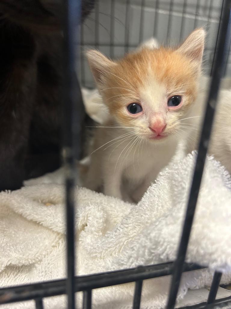 Marinara thumbnail 2