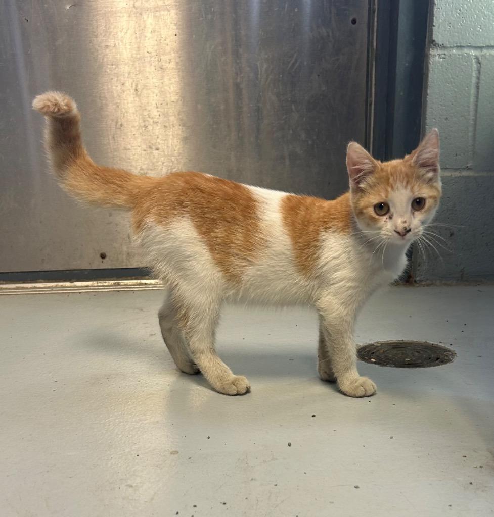 Marinara thumbnail 3