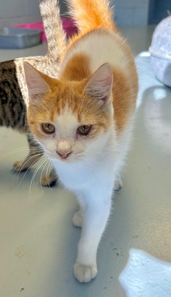 Marinara thumbnail 4