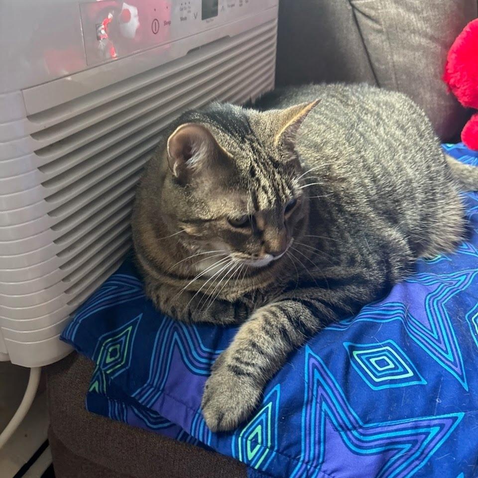 Ricky, Adopted, Adult Male Domestic Short Hair.