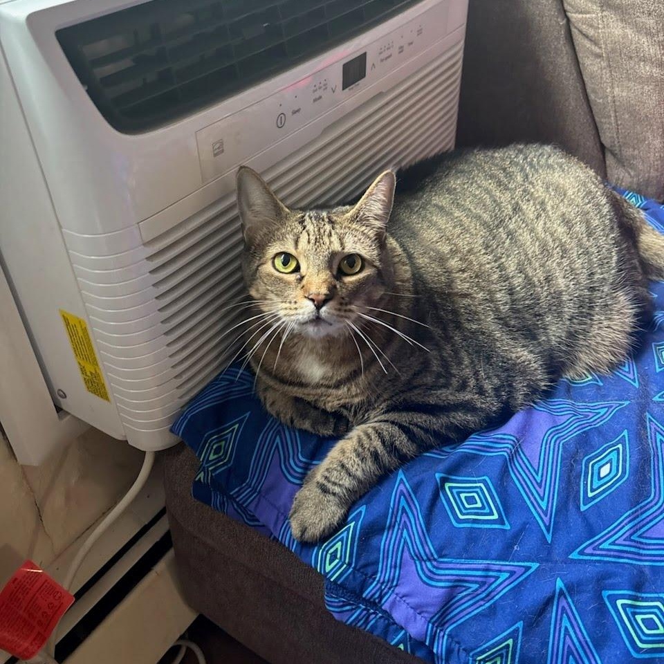 Ricky, a Adopted Domestic Short Hair in West Orange, NJ image 2/2