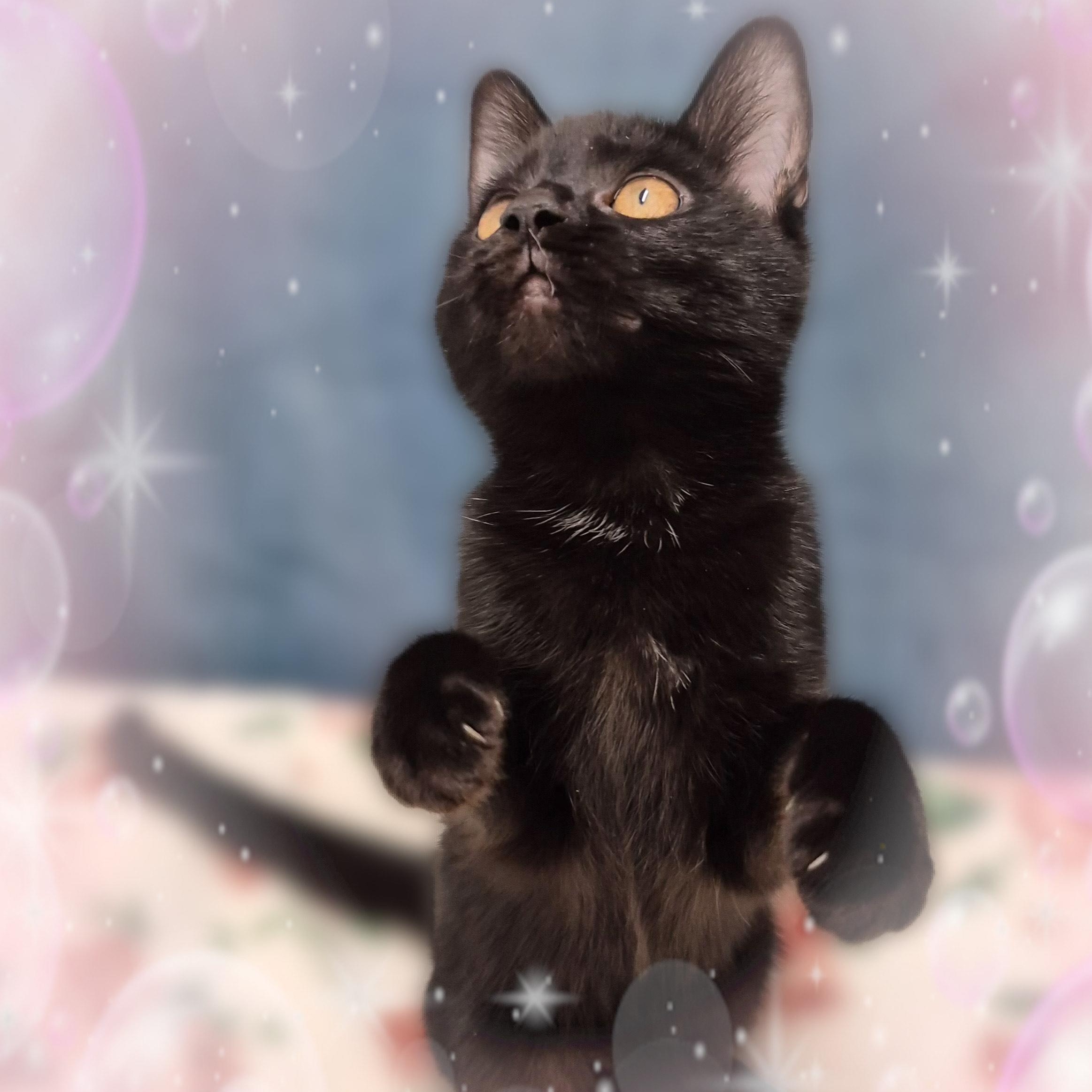 Tsuki, a Adoptable Domestic Short Hair in Charlotte, NC image 2/4