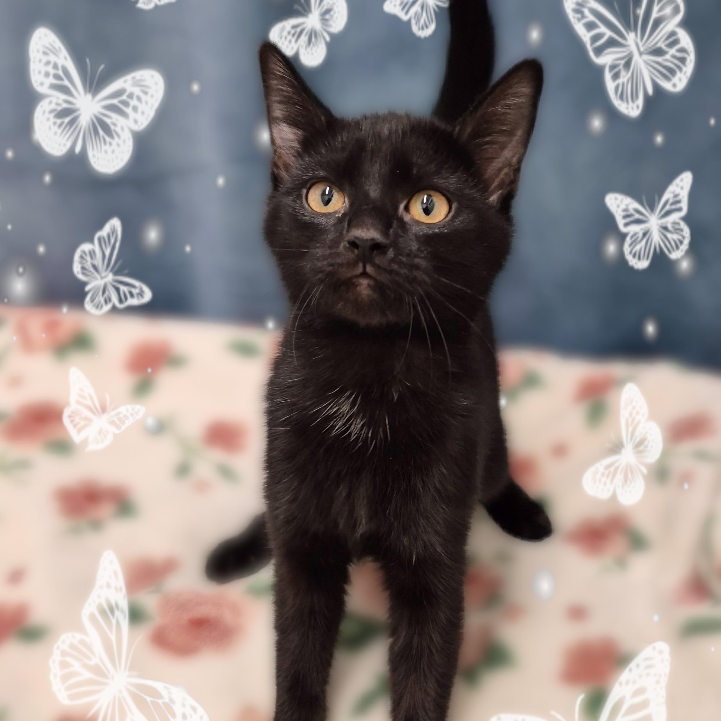 Tsuki, a Adoptable Domestic Short Hair in Charlotte, NC image 4/4
