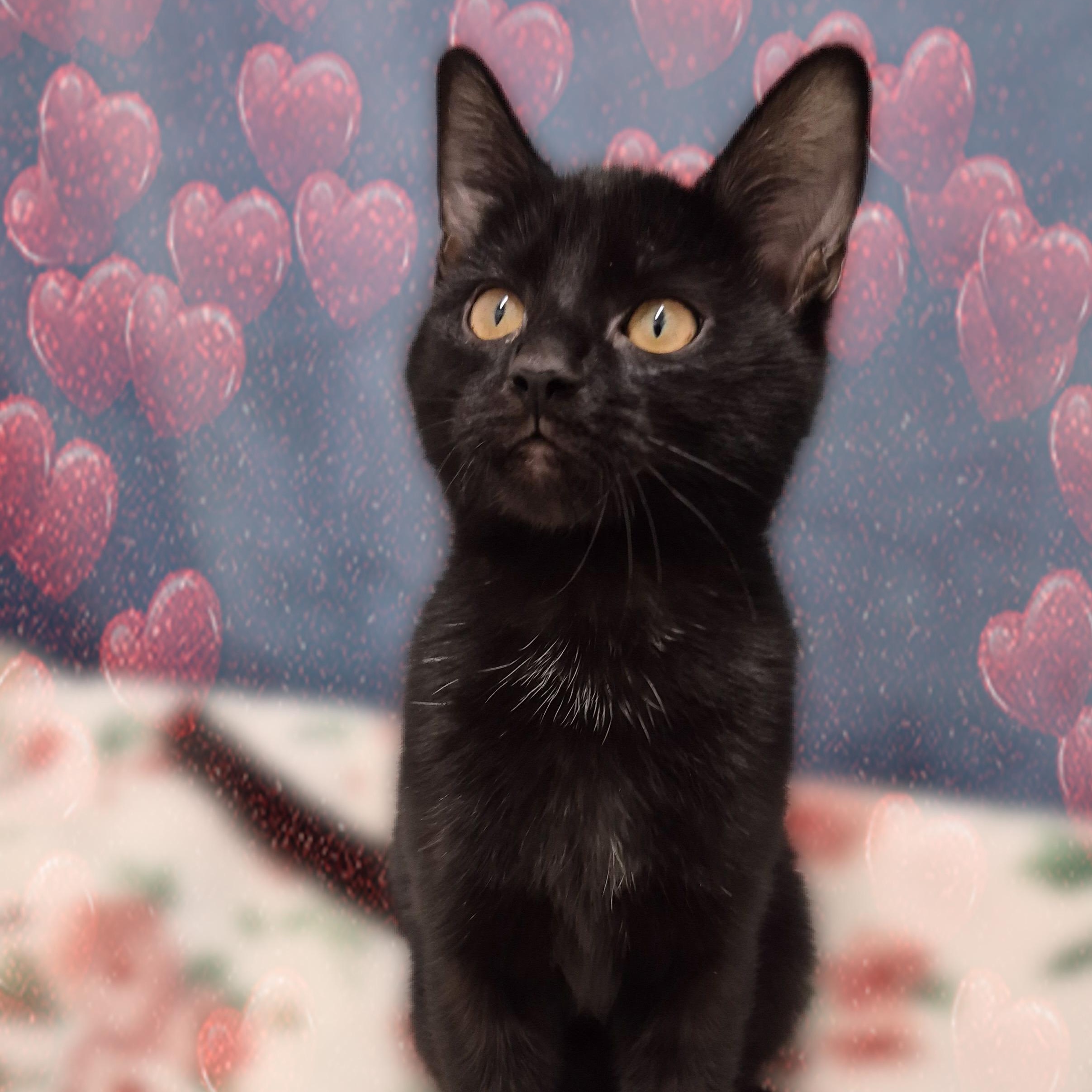 Tsuki, a Adoptable Domestic Short Hair in Charlotte, NC image 3/4
