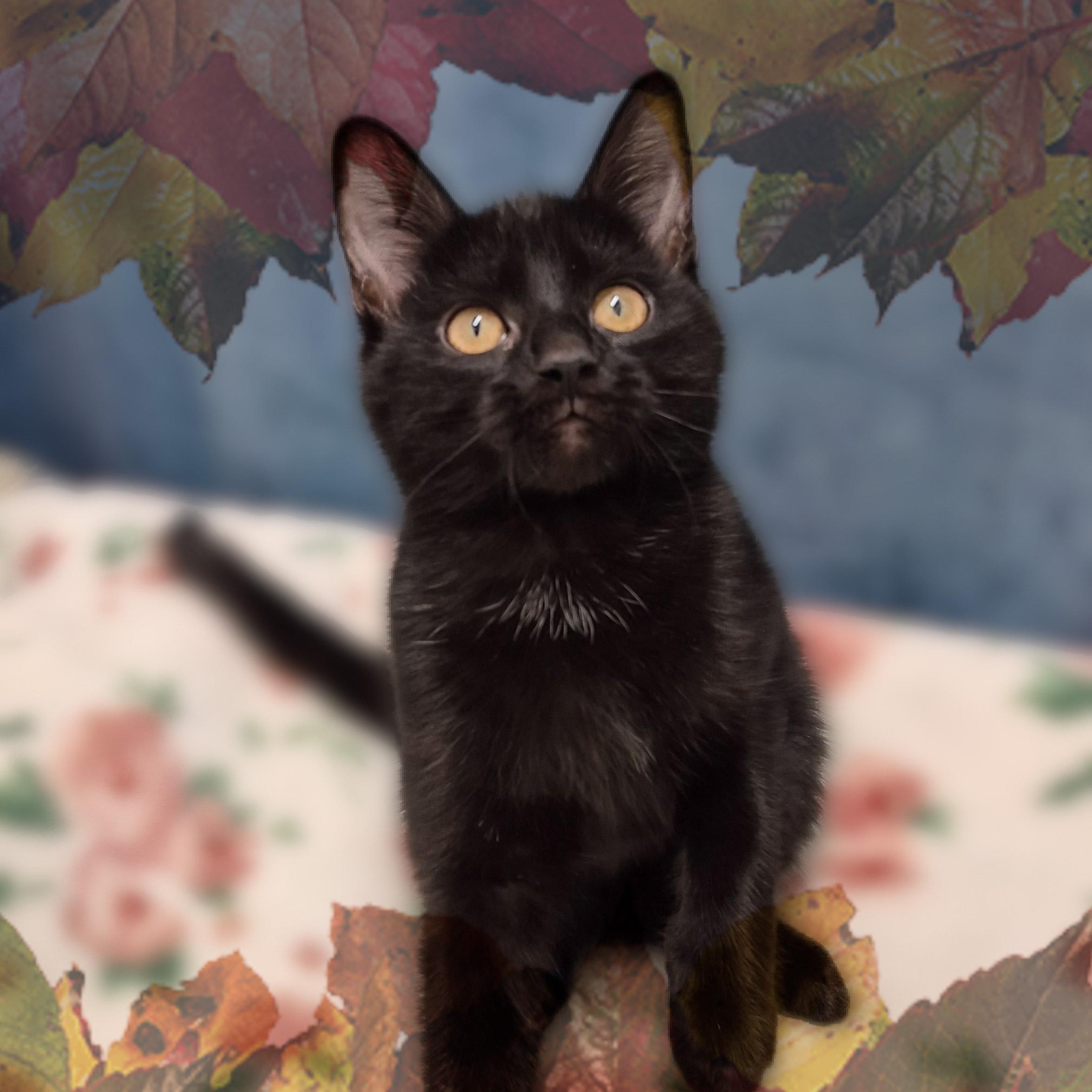 Tsuki, a Adoptable Domestic Short Hair in Charlotte, NC image 1/4