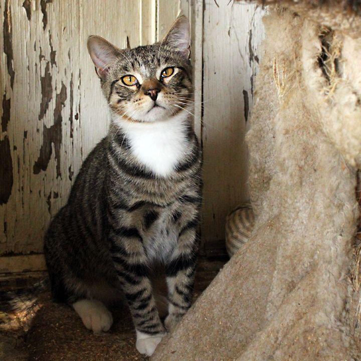 Sokka, a Adoptable Domestic Short Hair in Redlands, CA image 1/3