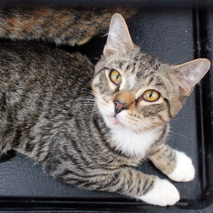 Sokka, a Adoptable Domestic Short Hair in Redlands, CA image 2/3