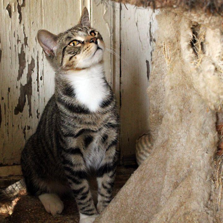 Sokka, a Adoptable Domestic Short Hair in Redlands, CA image 3/3