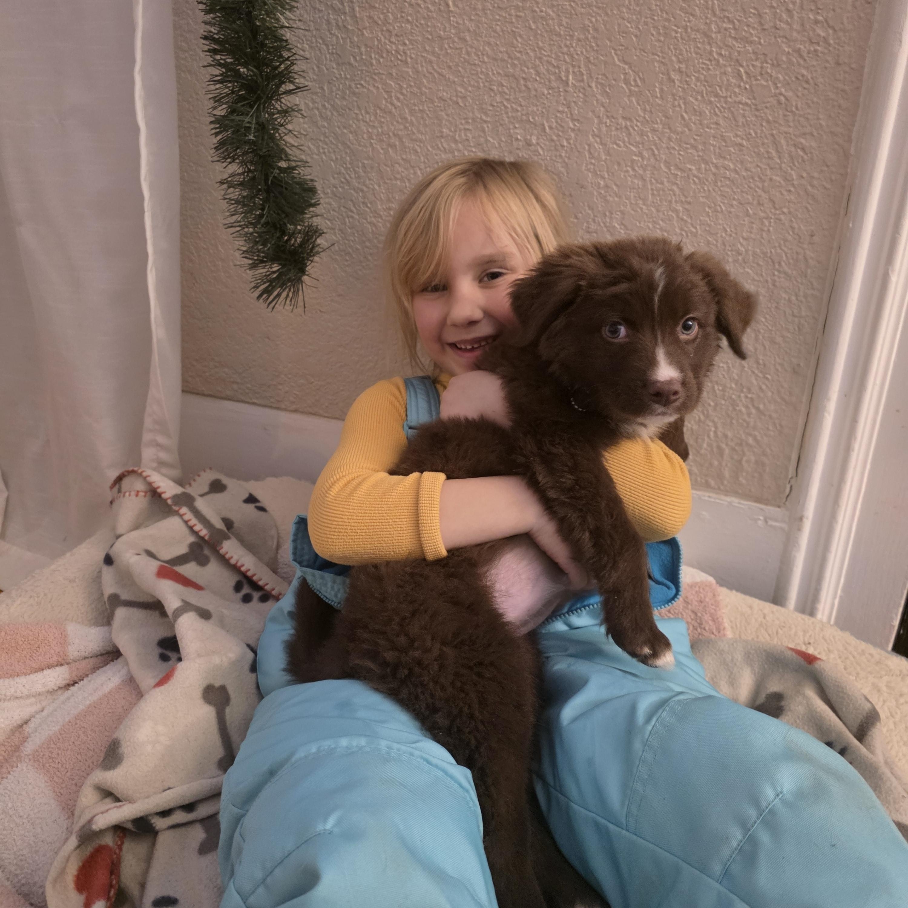 Dakota, a ADOPTABLE mixed breed in Troy, MI image 6/6