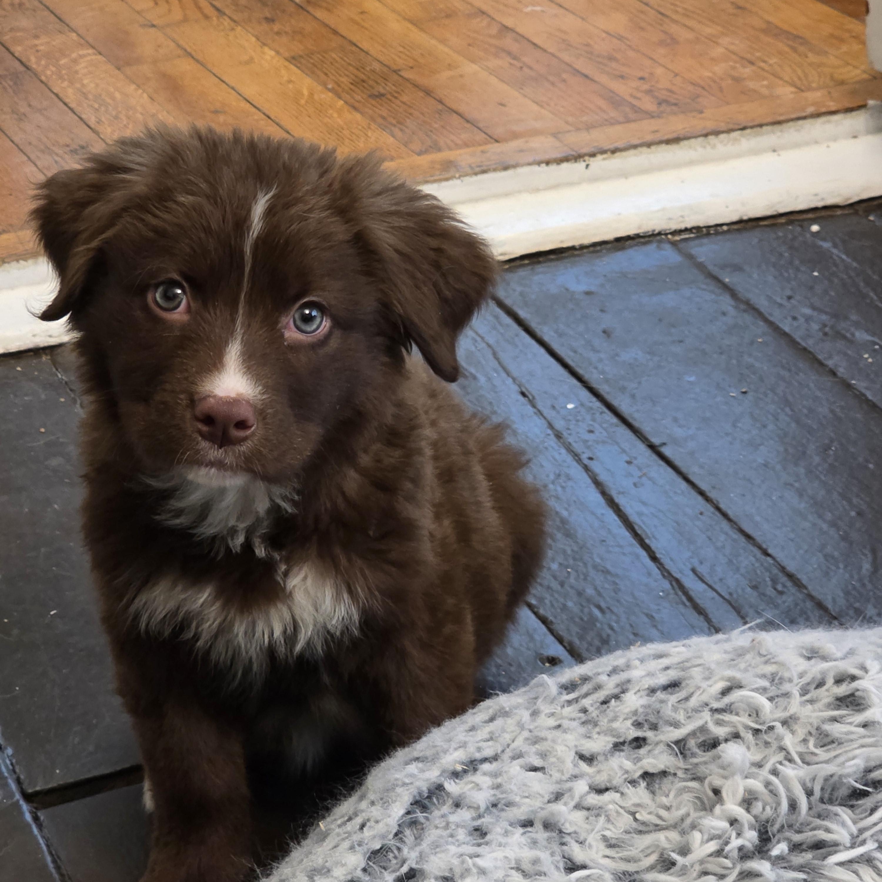 Dakota, a ADOPTABLE mixed breed in Troy, MI image 2/6