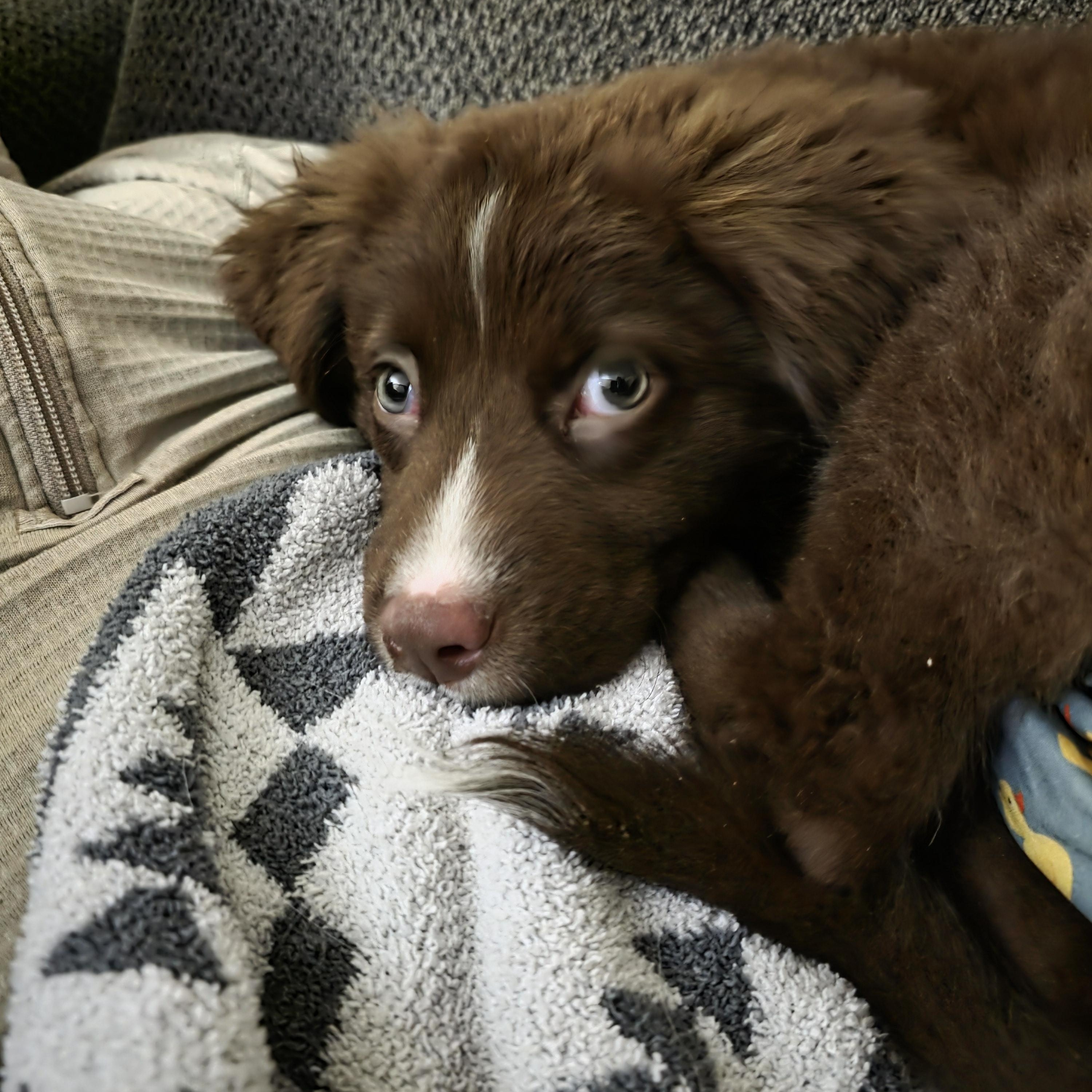 Dakota, a ADOPTABLE mixed breed in Troy, MI image 3/6