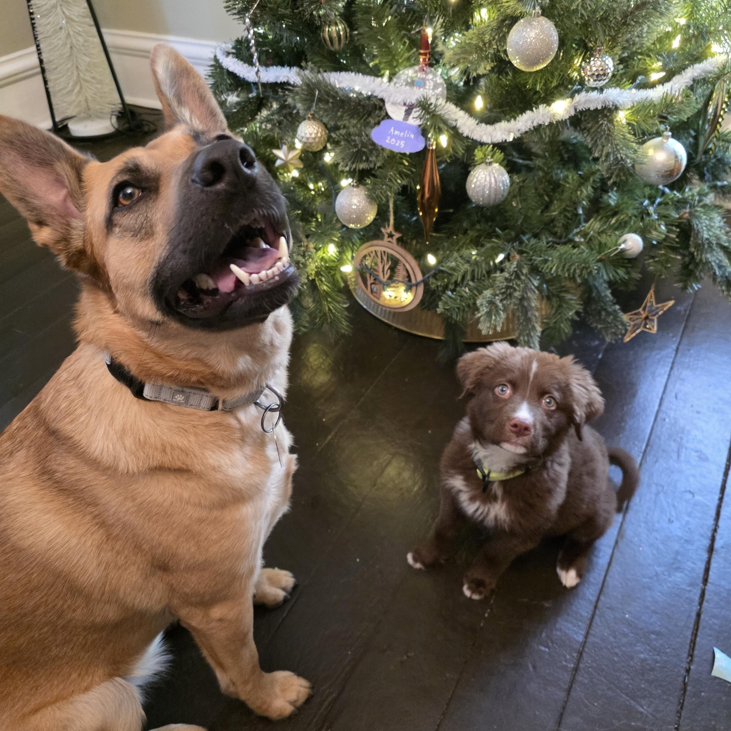 Dakota, a ADOPTABLE mixed breed in Troy, MI image 4/6