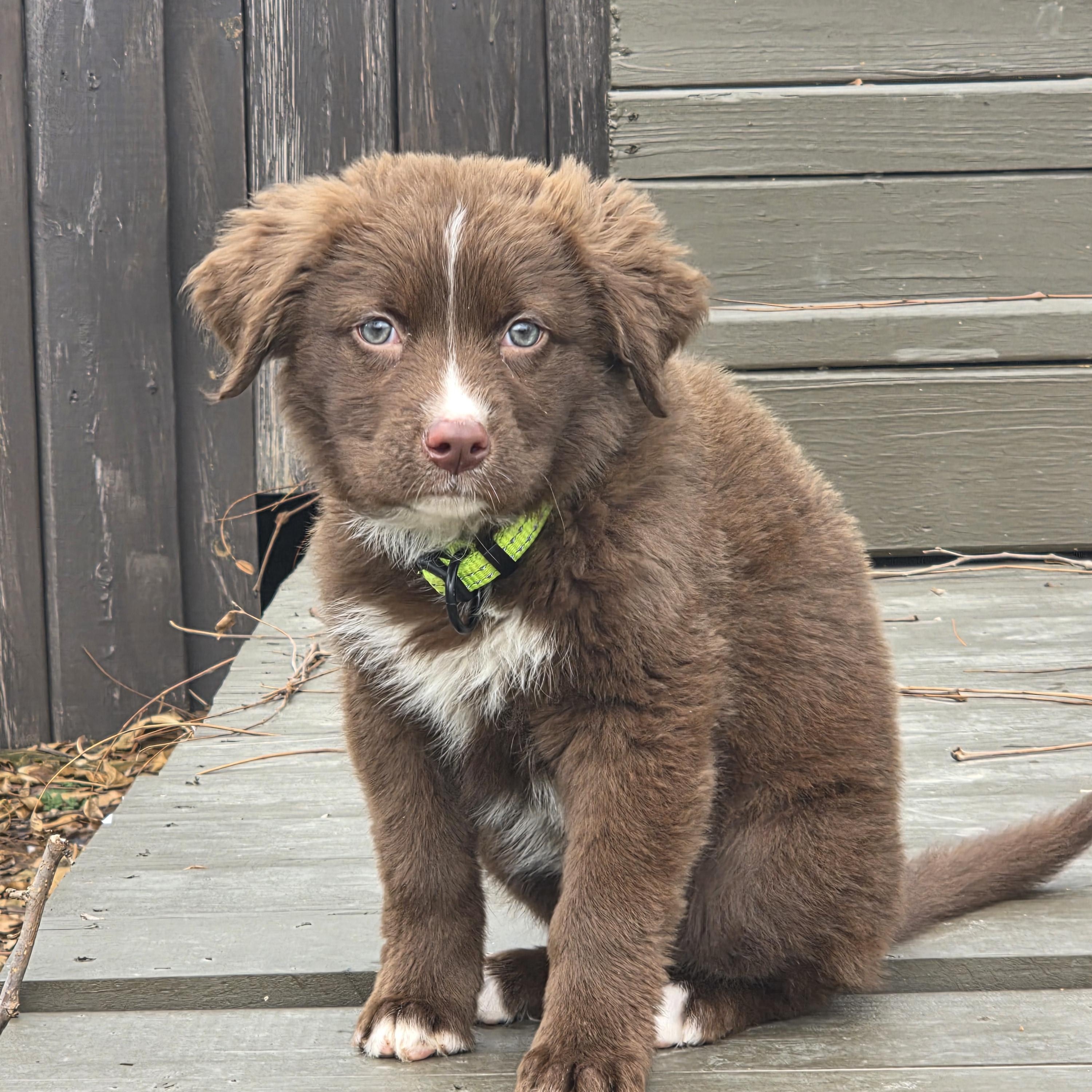 Dakota, ADOPTABLE, Puppy Female Australian Shepherd & Pit Bull Terrier.