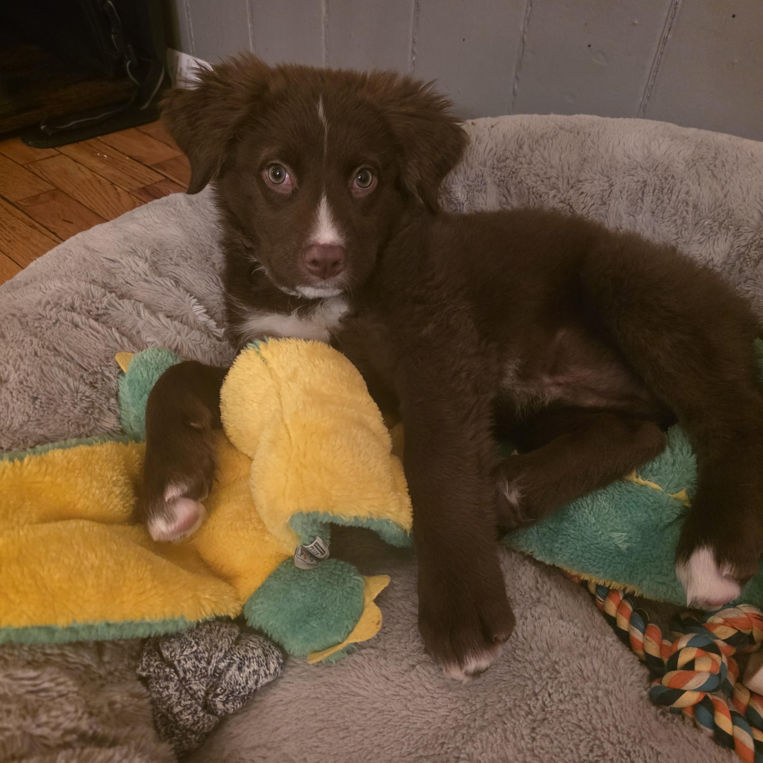 Dakota, a ADOPTABLE mixed breed in Troy, MI image 5/6