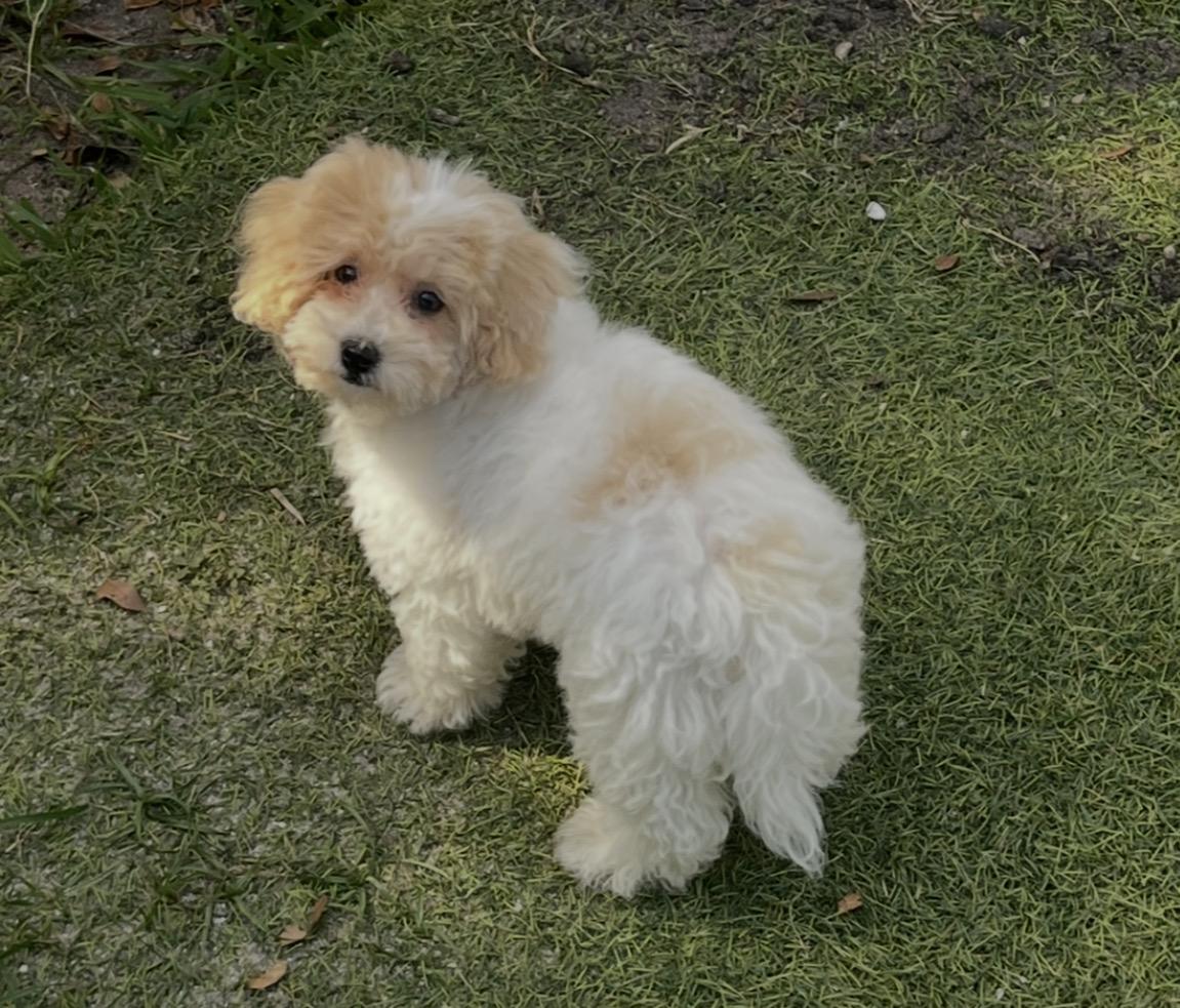 Chantilly, ADOPTABLE, Puppy Female Bichon Frise & Miniature Poodle.