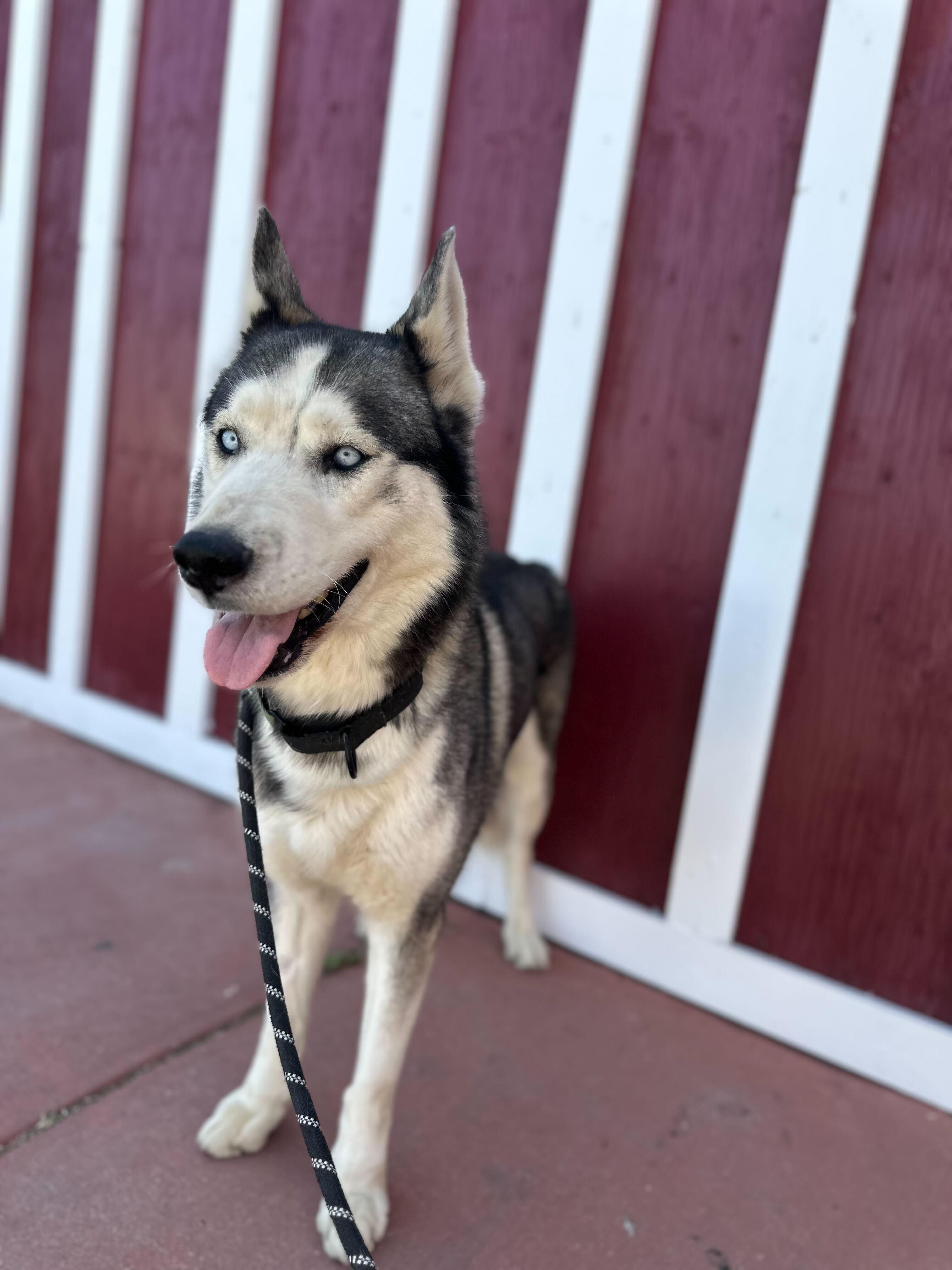 Milton, a ADOPTABLE mixed breed in San Rafael, CA image 2/6