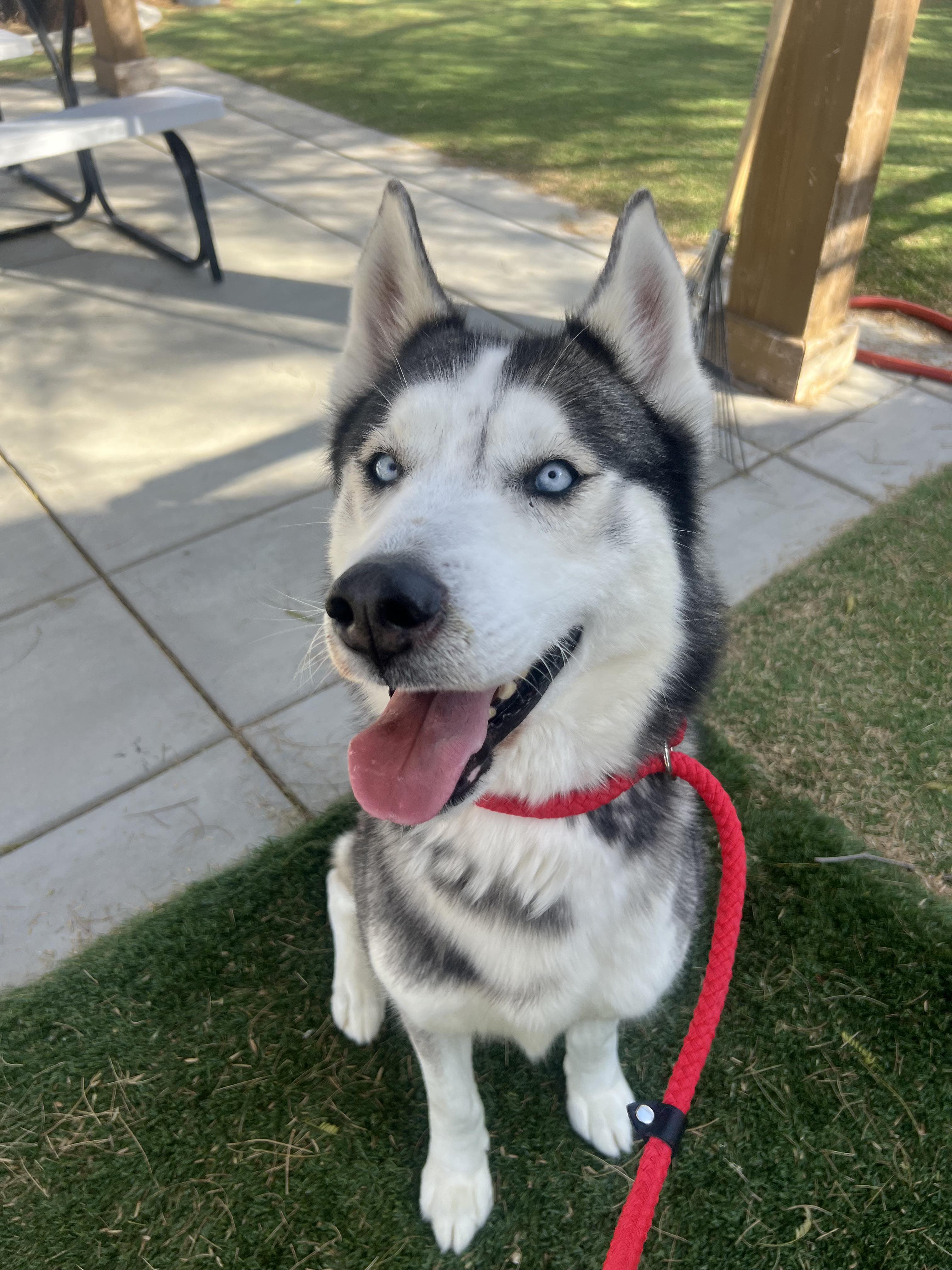 Milton, a ADOPTABLE mixed breed in San Rafael, CA image 3/6