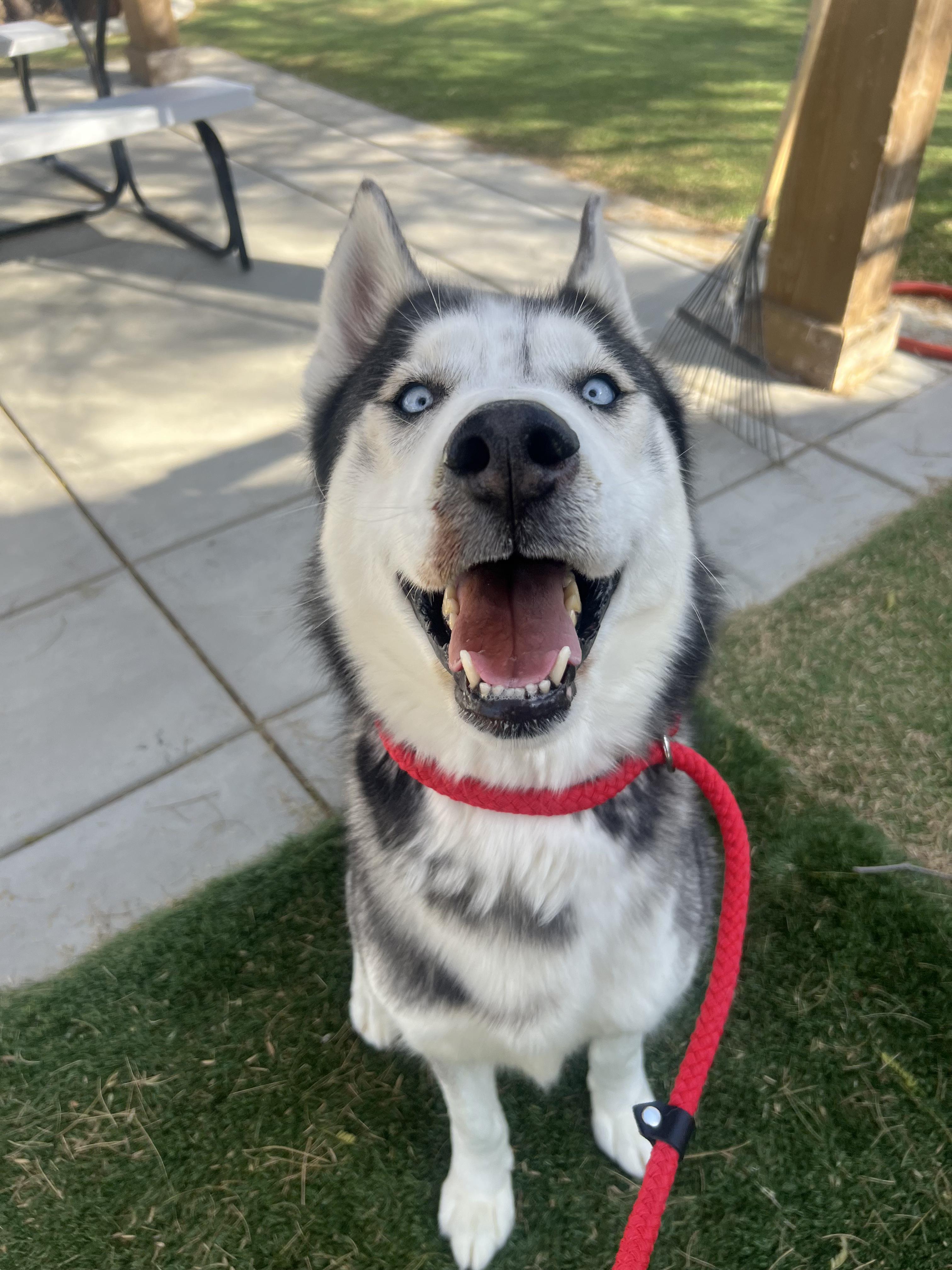 Milton, a ADOPTABLE mixed breed in San Rafael, CA image 4/6
