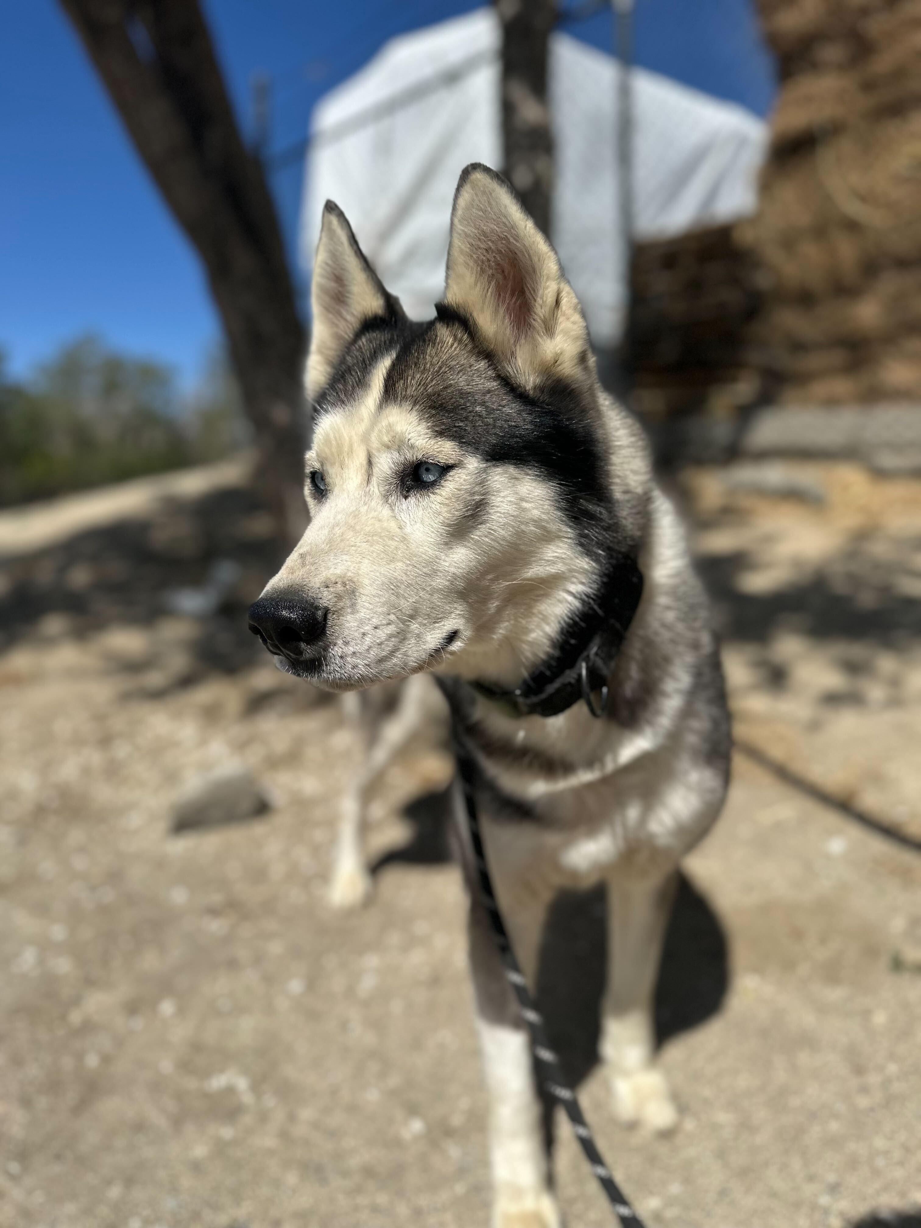 Milton, a ADOPTABLE mixed breed in San Rafael, CA image 6/6