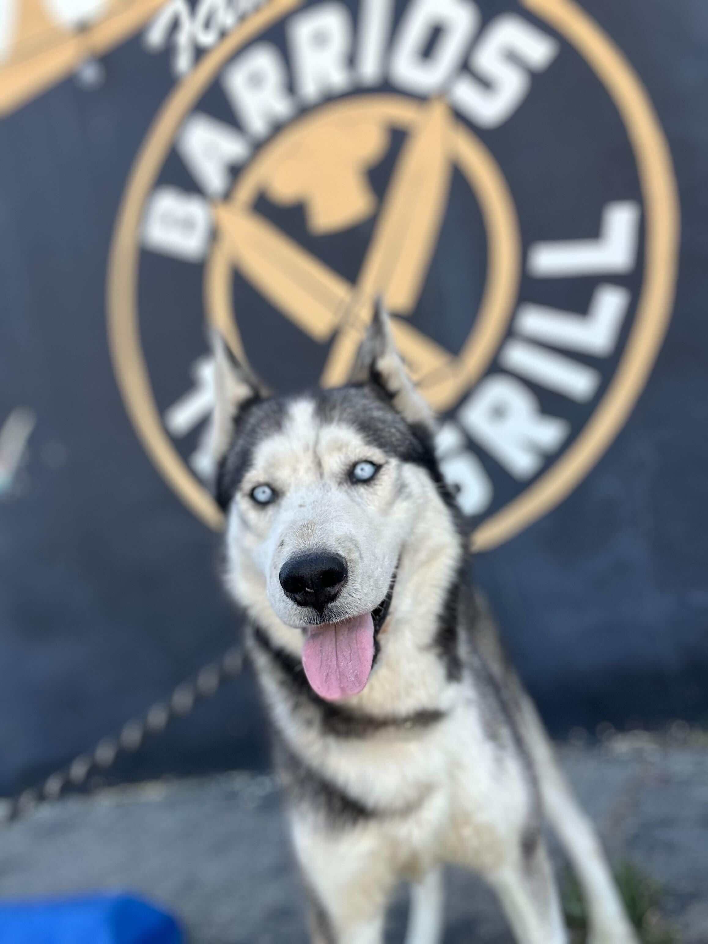Milton, ADOPTABLE, Adult Male Siberian Husky & Alaskan Malamute.