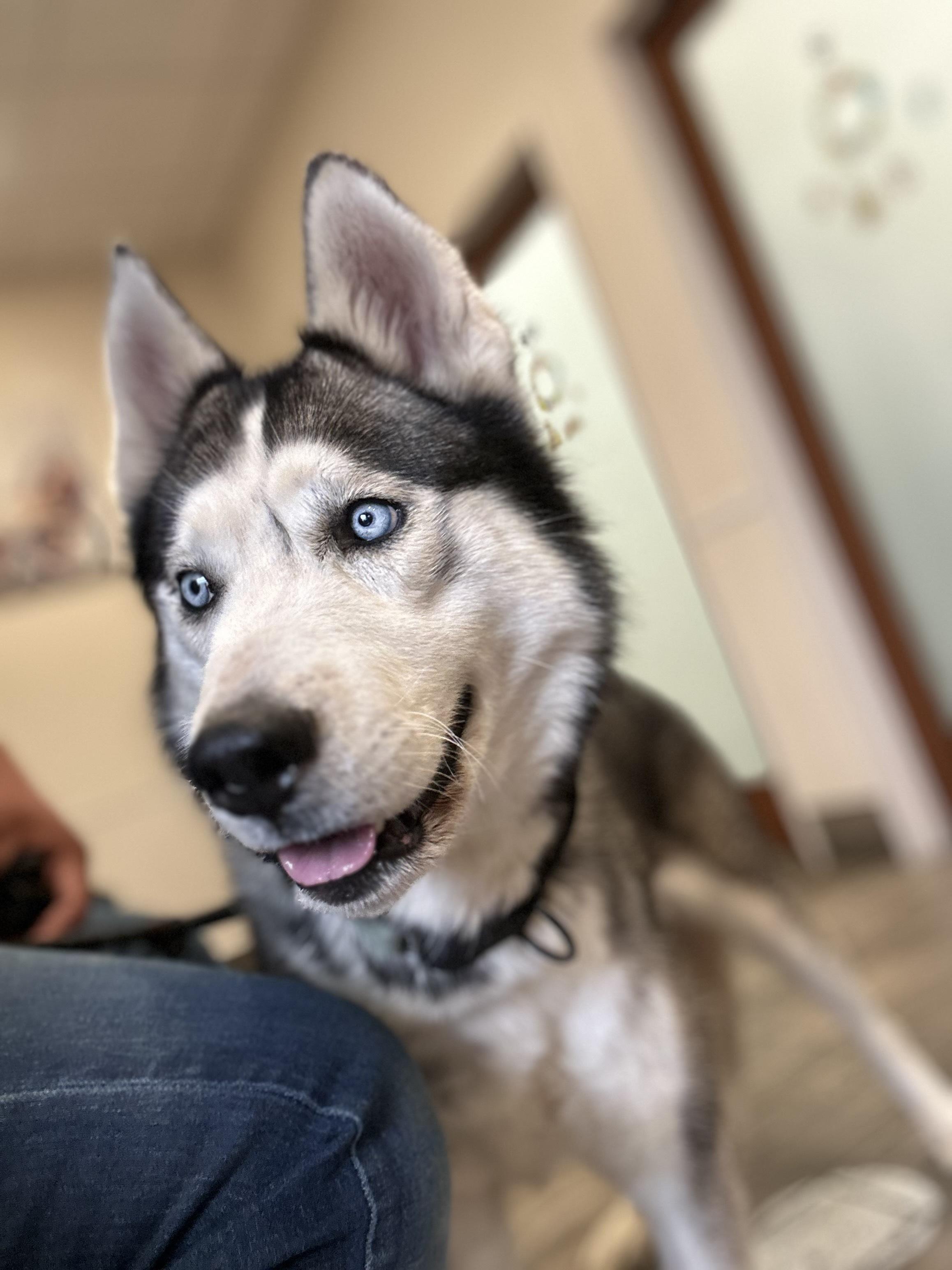 Milton, a ADOPTABLE mixed breed in San Rafael, CA image 5/6