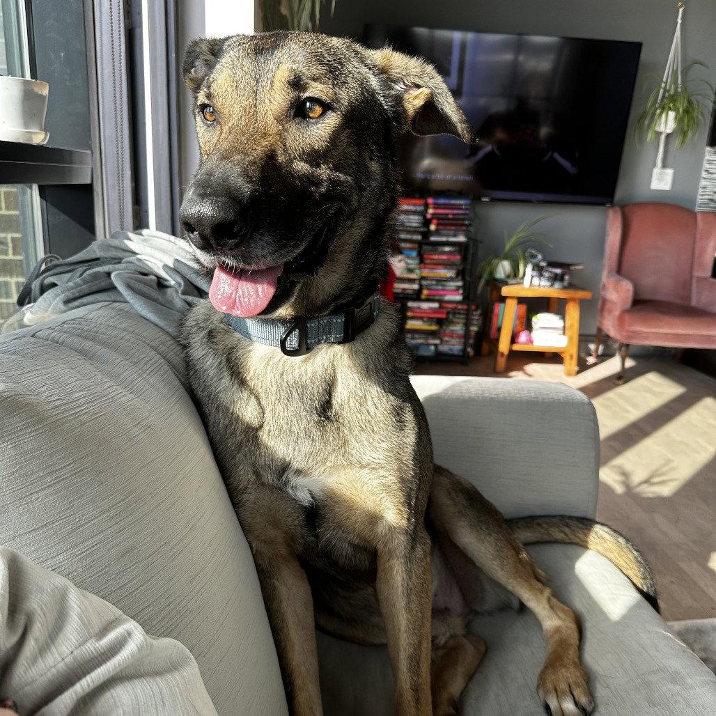 Enlarge Artie, a Adoptable Shepherd in Dallas, TX image 1/3