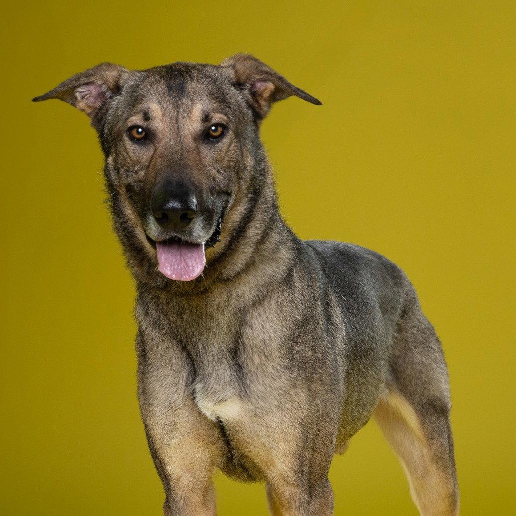 Enlarge Artie, a Adoptable Shepherd in Dallas, TX image 2/3