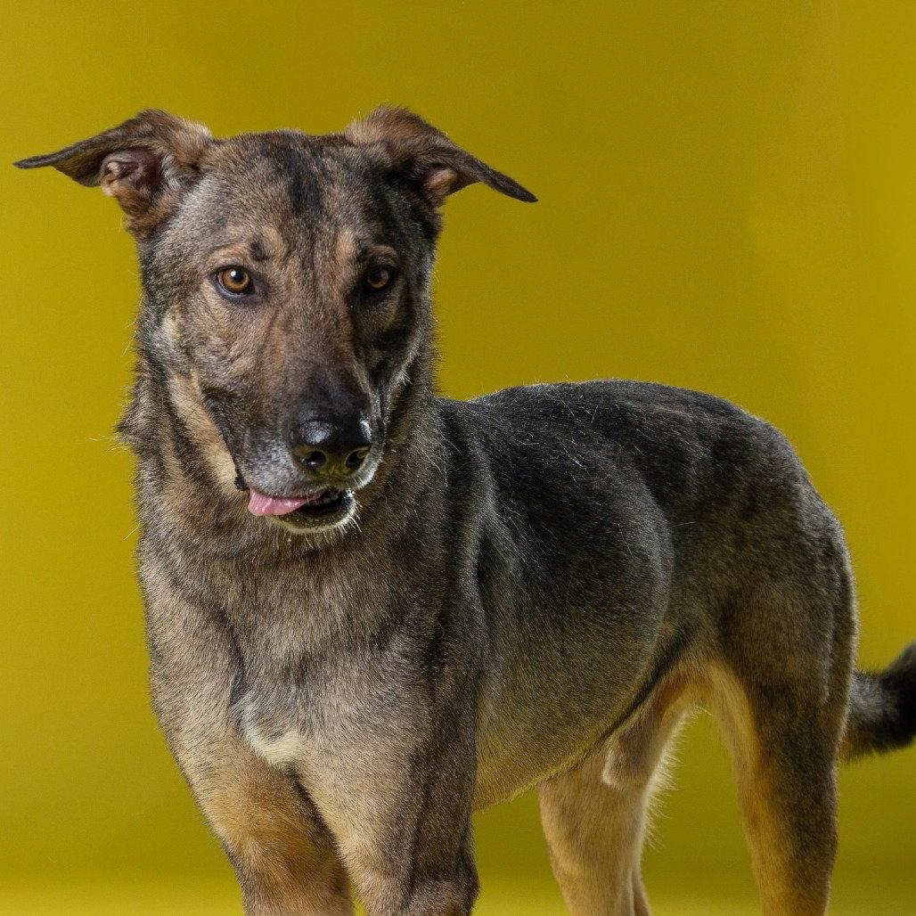 Enlarge Artie, a Adoptable Shepherd in Dallas, TX image 3/3