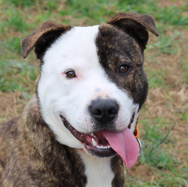 Enlarge Ripley, an adopted mixed breed in Lebanon, TN image 1/6