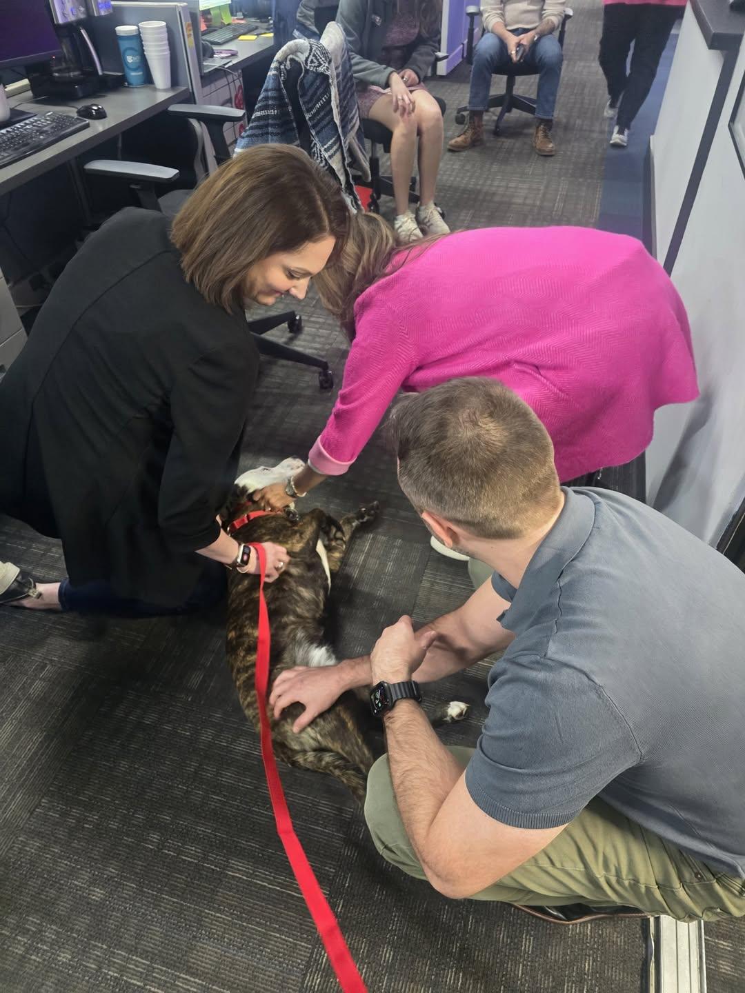 Enlarge Ripley, an adopted mixed breed in Lebanon, TN image 6/6