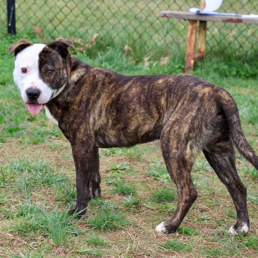 Enlarge Ripley, an adopted mixed breed in Lebanon, TN image 2/6