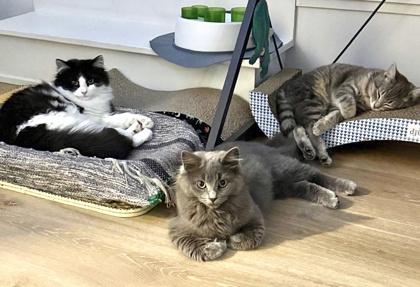 Squeaky, a ADOPTABLE Domestic Medium Hair in Toronto, ON image 4/4