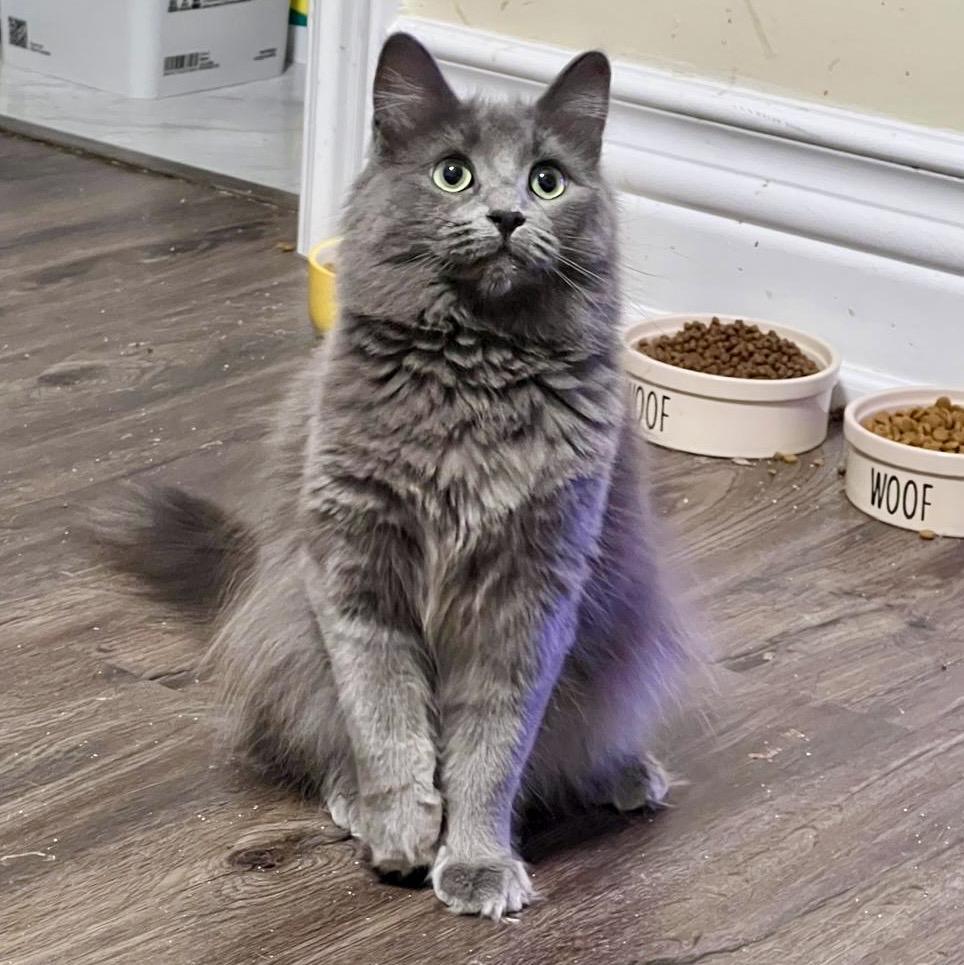 Enlarge Squeaky, a ADOPTABLE Domestic Medium Hair in Toronto, ON image 1/6