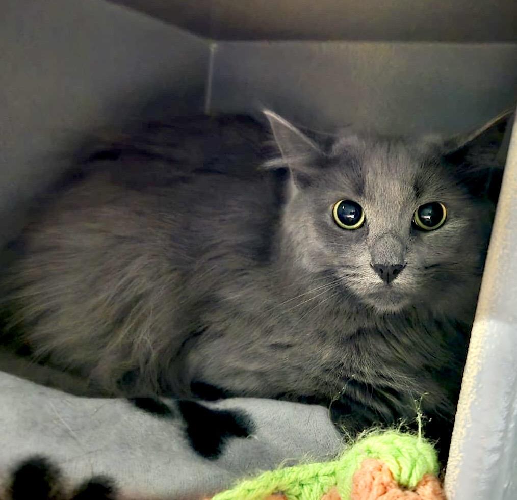 Squeaky, a ADOPTABLE Domestic Medium Hair in Toronto, ON image 3/6