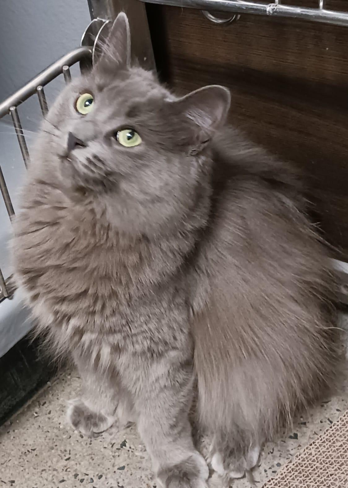 Enlarge Squeaky, a ADOPTABLE Domestic Medium Hair in Toronto, ON image 3/6