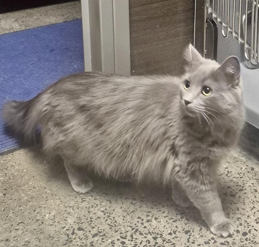 Squeaky, ADOPTABLE, Kitten Female Domestic Medium Hair.