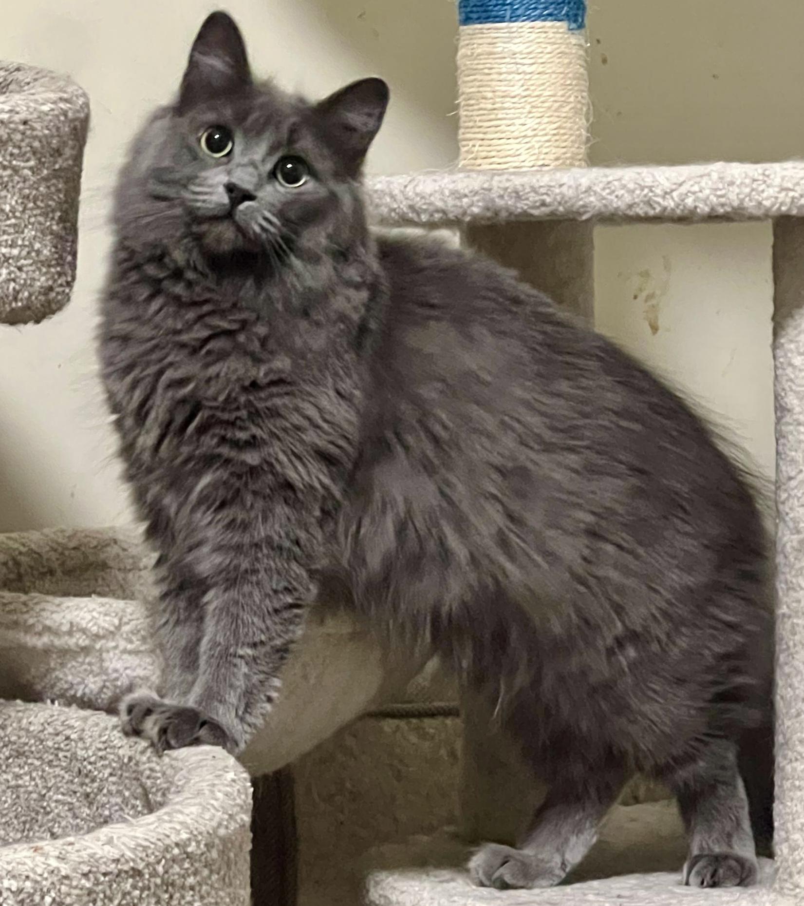 Enlarge Squeaky, a ADOPTABLE Domestic Medium Hair in Toronto, ON image 2/6