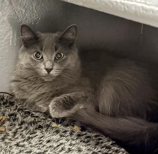 Squeaky, a ADOPTABLE Domestic Medium Hair in Toronto, ON image 2/6