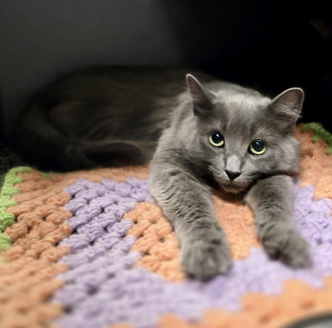 Enlarge Squeaky, a ADOPTABLE Domestic Medium Hair in Toronto, ON image 2/6