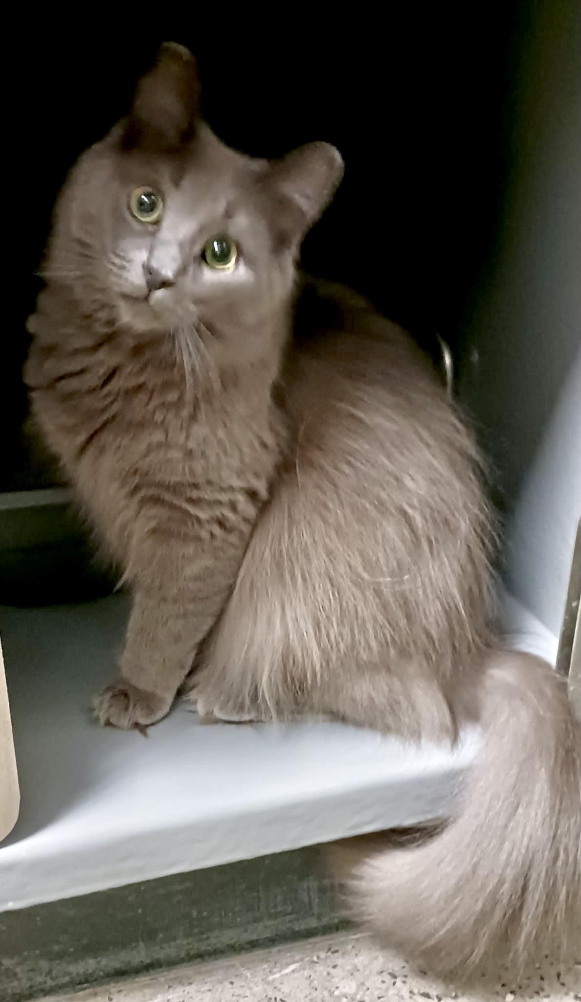 Enlarge Squeaky, a ADOPTABLE Domestic Medium Hair in Toronto, ON image 4/6