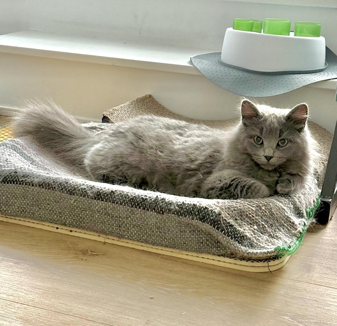 Squeaky, a ADOPTABLE Domestic Medium Hair in Toronto, ON image 2/4