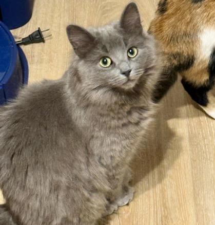 Squeaky, a ADOPTABLE Domestic Medium Hair in Toronto, ON image 1/4