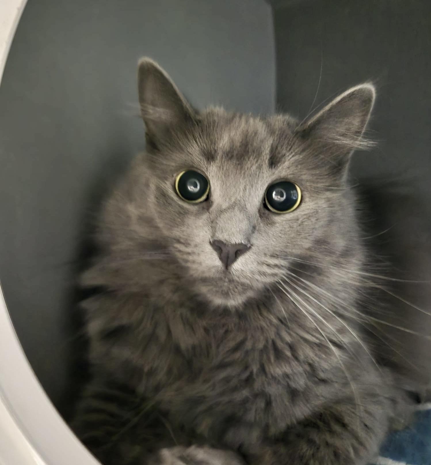 Squeaky, ADOPTABLE, Kitten Female Domestic Medium Hair.