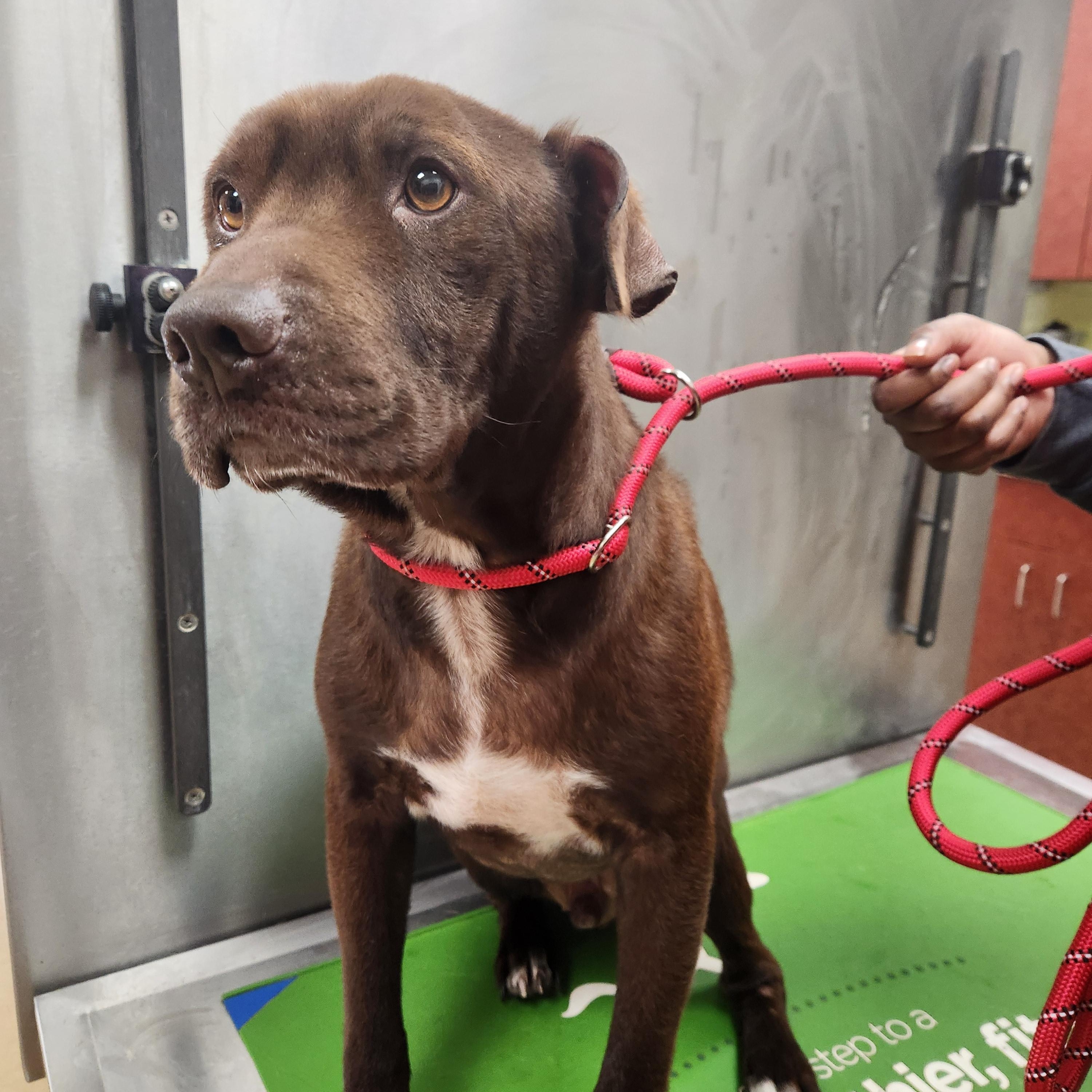 Enlarge Granger, a Adoptable mixed breed in Tallahassee, FL image 3/6
