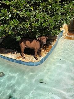 Enlarge Granger, a Adoptable mixed breed in Tallahassee, FL image 5/5