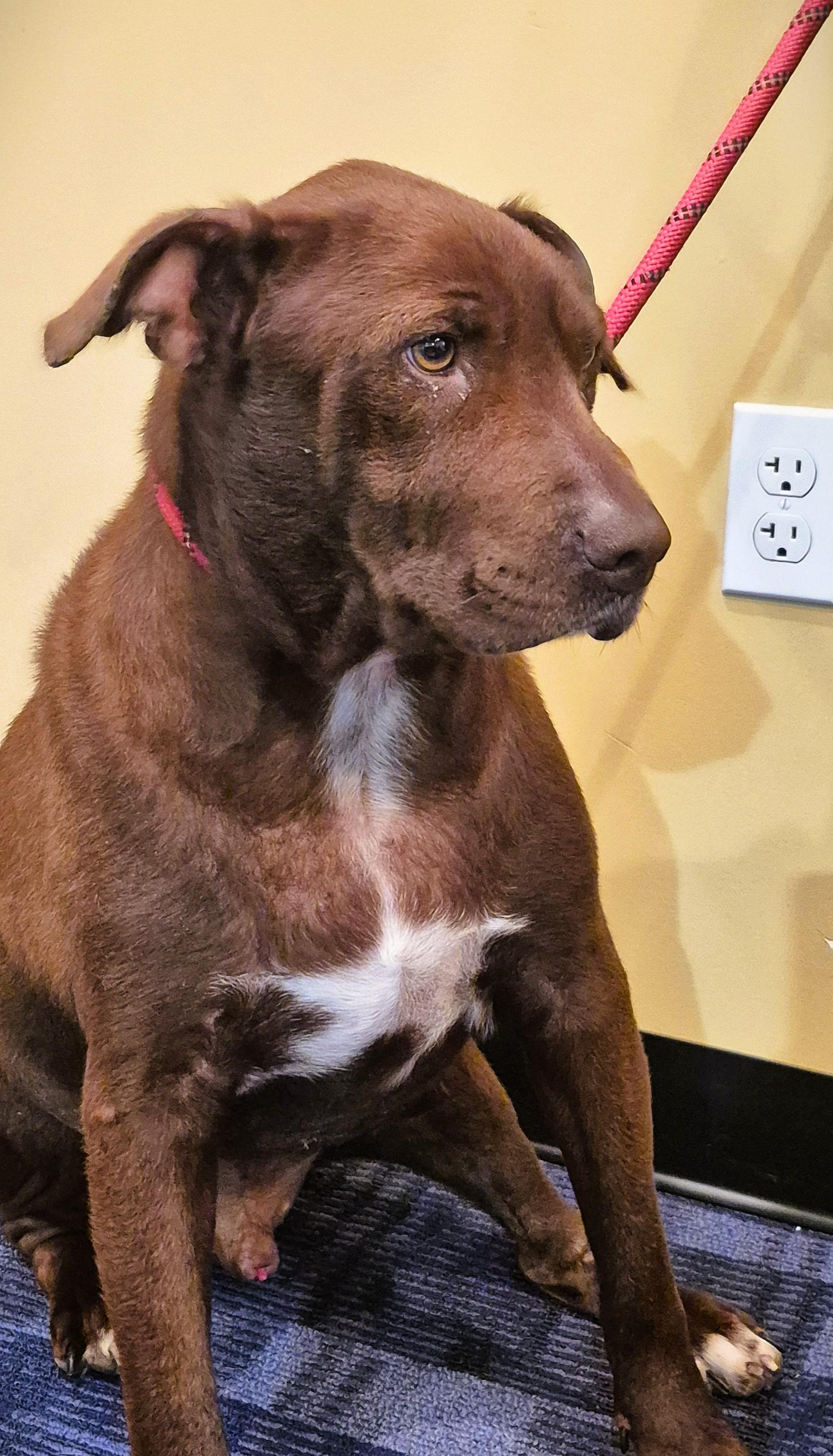 Granger, Adoptable, Adult Male Chocolate Labrador Retriever & American Bulldog.
