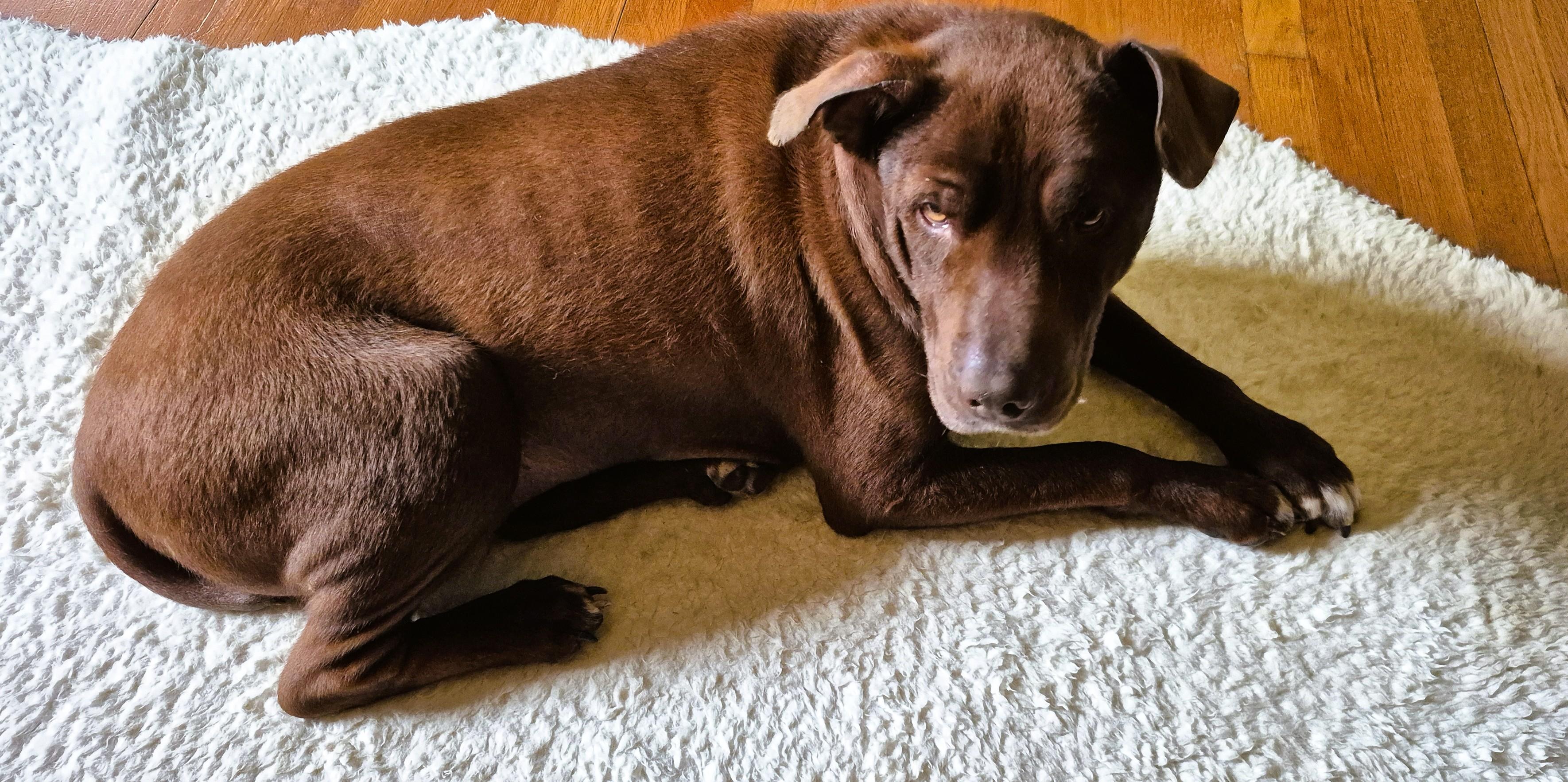 Enlarge Granger, a Adoptable mixed breed in Tallahassee, FL image 4/5